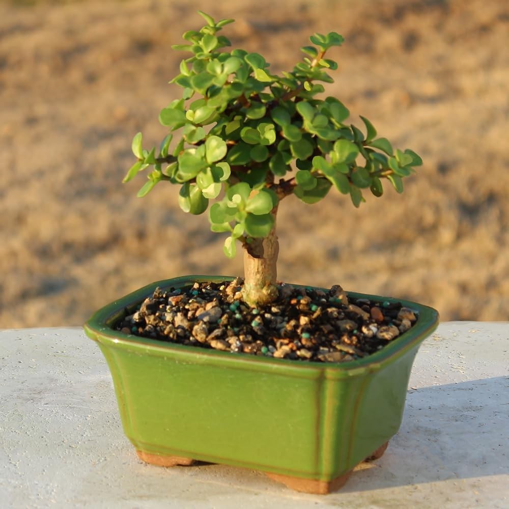 Live Dwarf Jade Bonsai Tree in a Ceramic Bonsai Pot, Indoor Succulent Housepl…