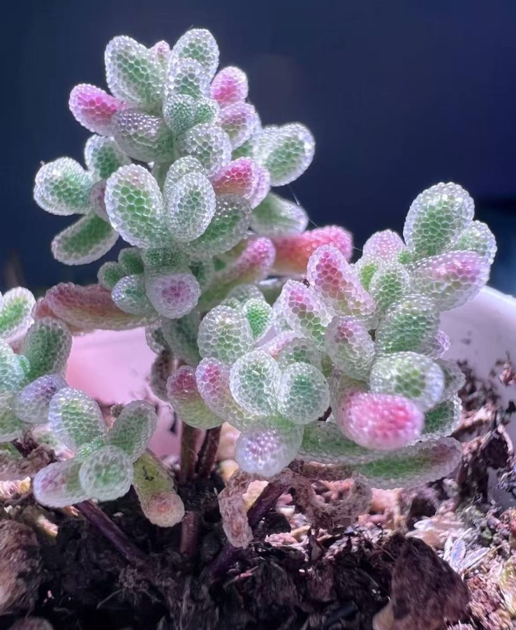 50 Lithops Seeds – Living Stone Succulent – Rare Colorful Varieties