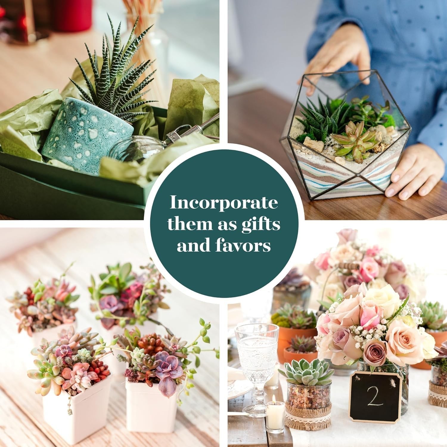 Assorted Succulent Plant Pack Collection – Live Mini Succulent Plants, Low Ma…