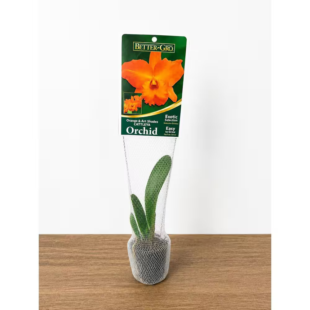 Better-Gro Orchid Cattleya Live Plant (2.25 in.)