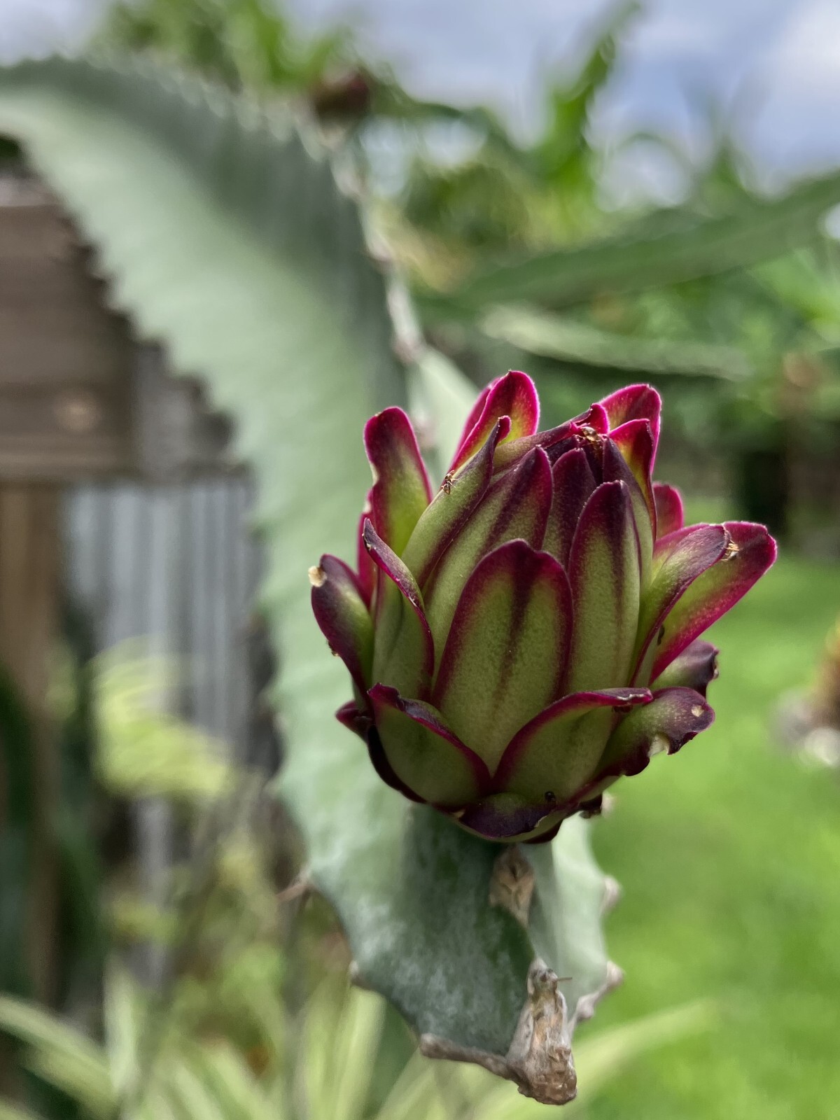 Unleash Exotic Flavor: Grow Dragon Fruit from Large Cuttings!