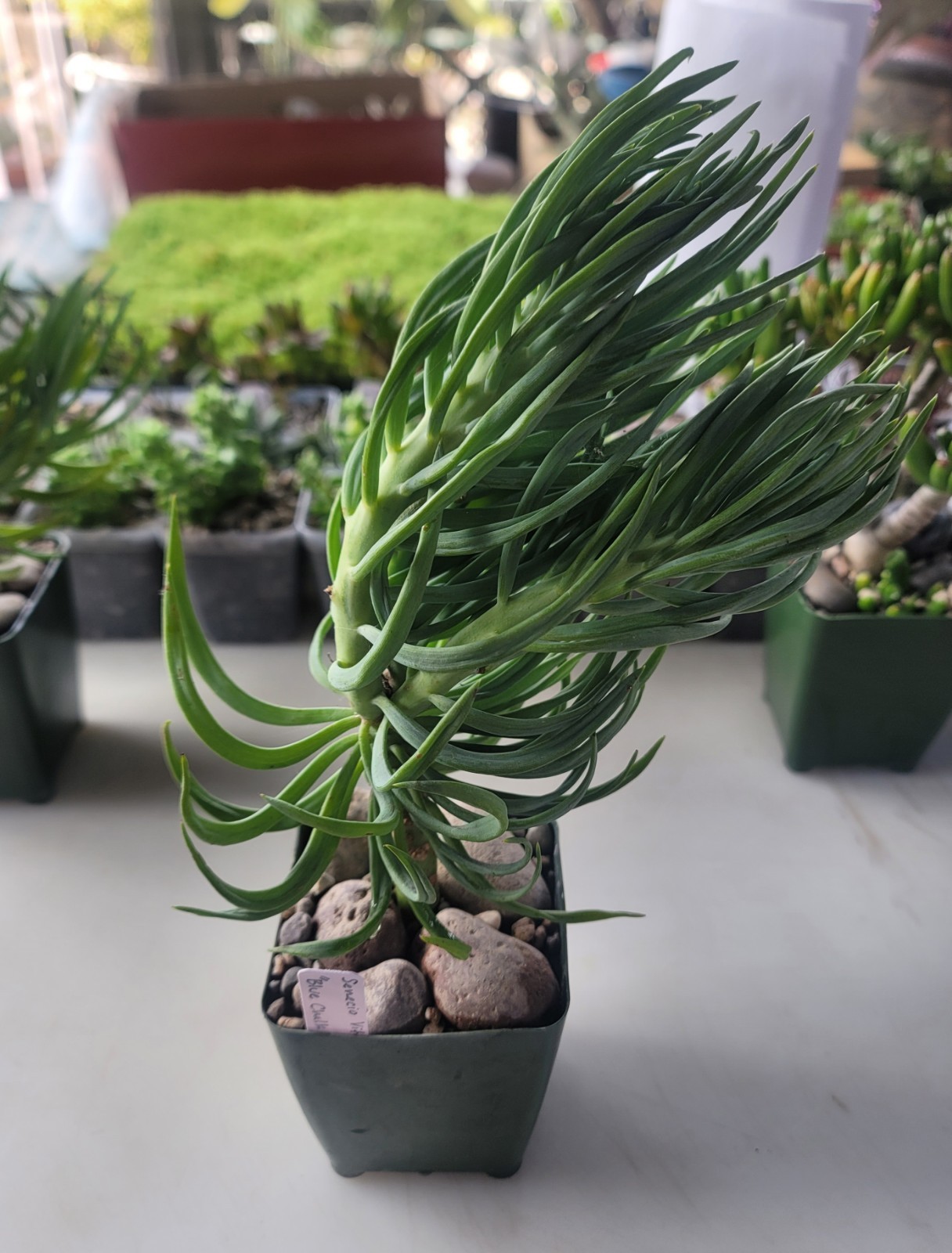Live Rooted Senecio Vitalis “Blue Chalk Fingers” Succulent In 4″ Pot