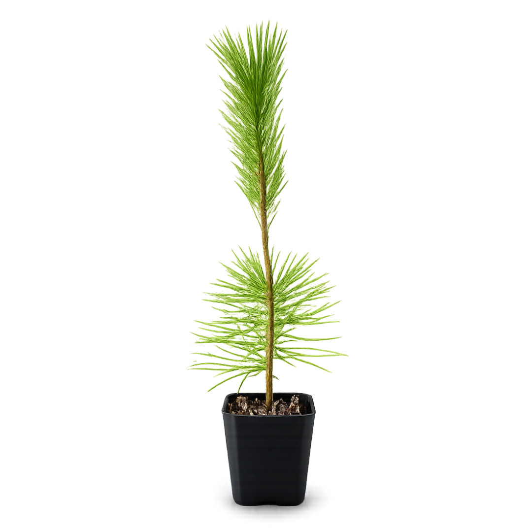 Japanese Black Pine Bonsai, 2 Inch Pot, Live Tree Starter, Beginner Friendly