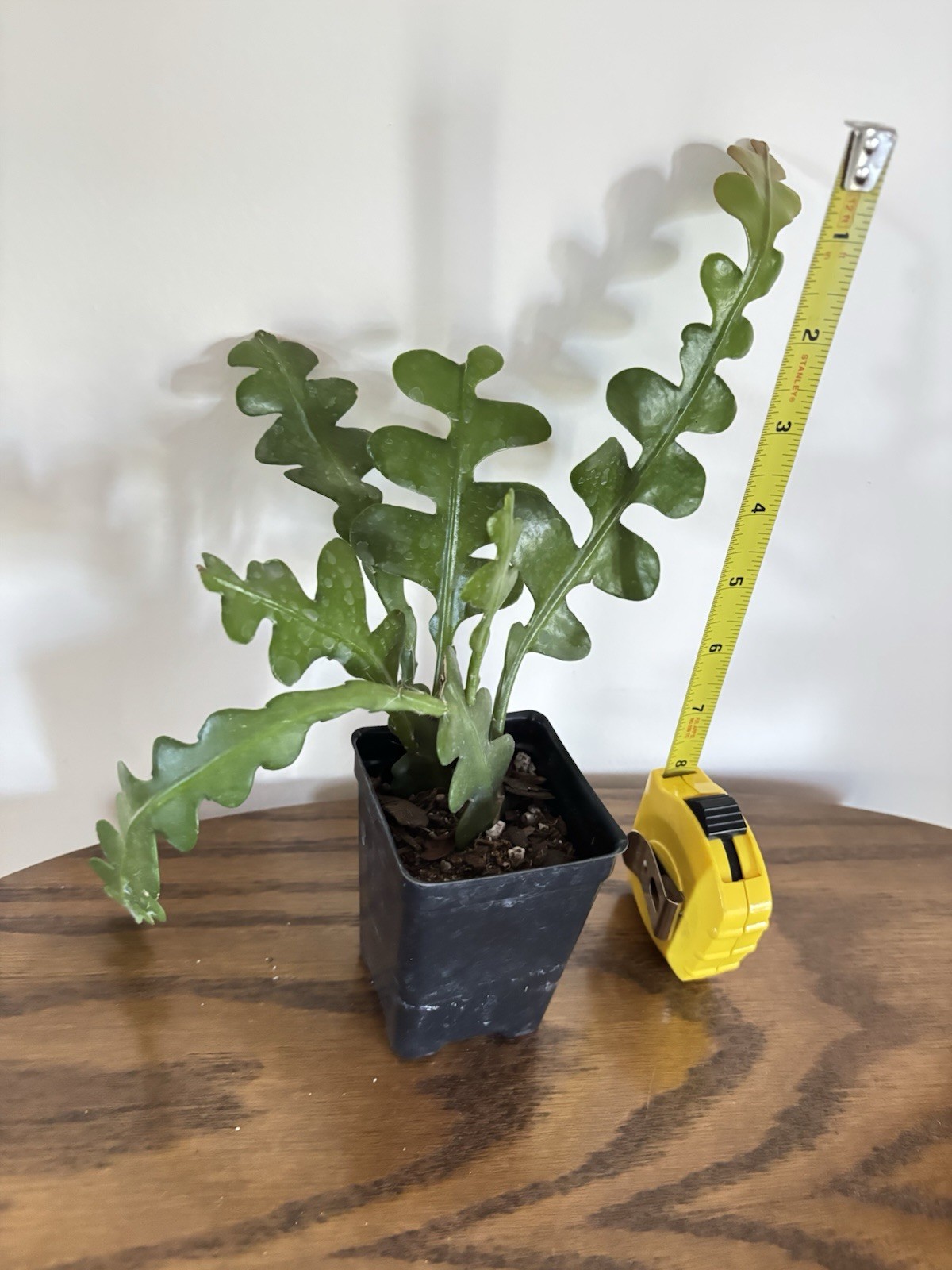 ZIG ZAG FISHBONE PLANT AS SHOWN IN 2 1/2″ POT