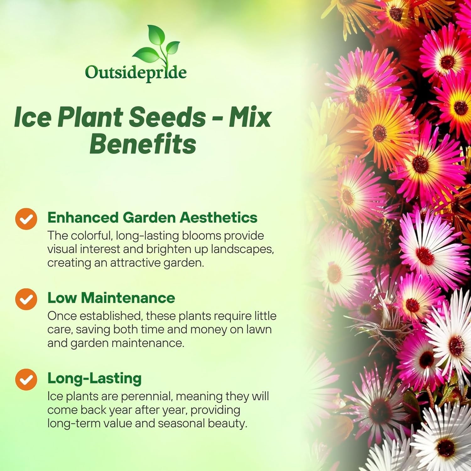10000 Seeds Ice Plant Seed Mix For Planting – Livingstone Daisy Ice Plant