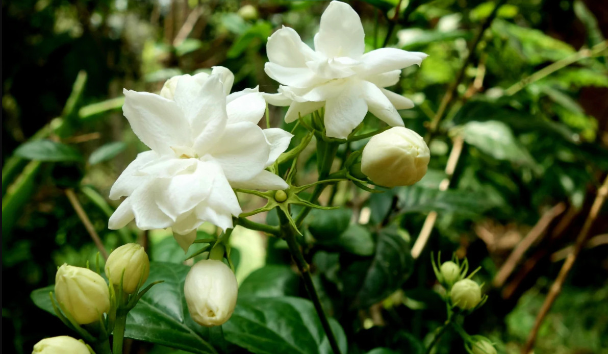Live Jasmine Plant – 12″ Tall in Pot – Fragrant Flowering Houseplant