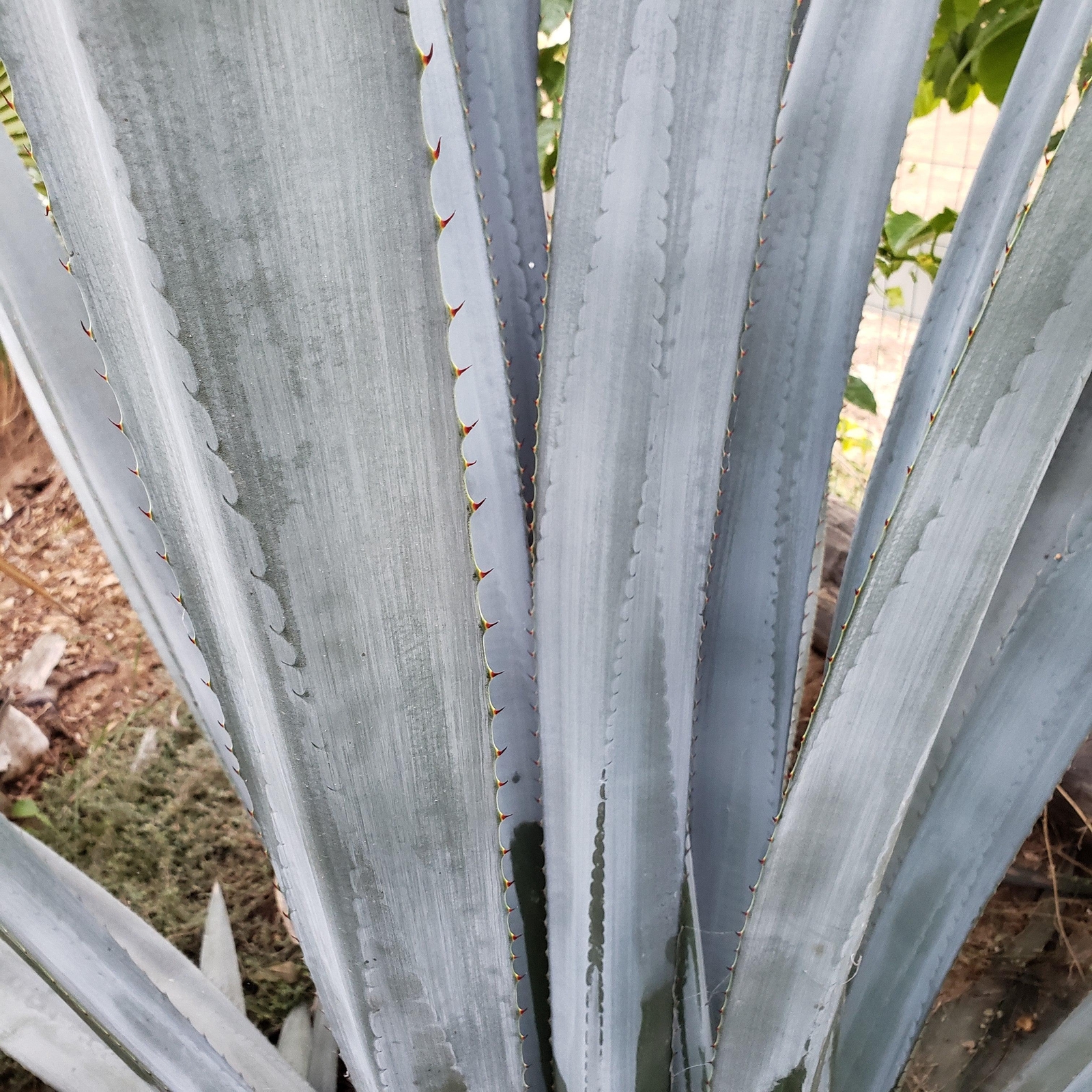 Blue agave – Agave Tequilana ‘Tequila Plant’ cactus Cacti Succulent real live pl