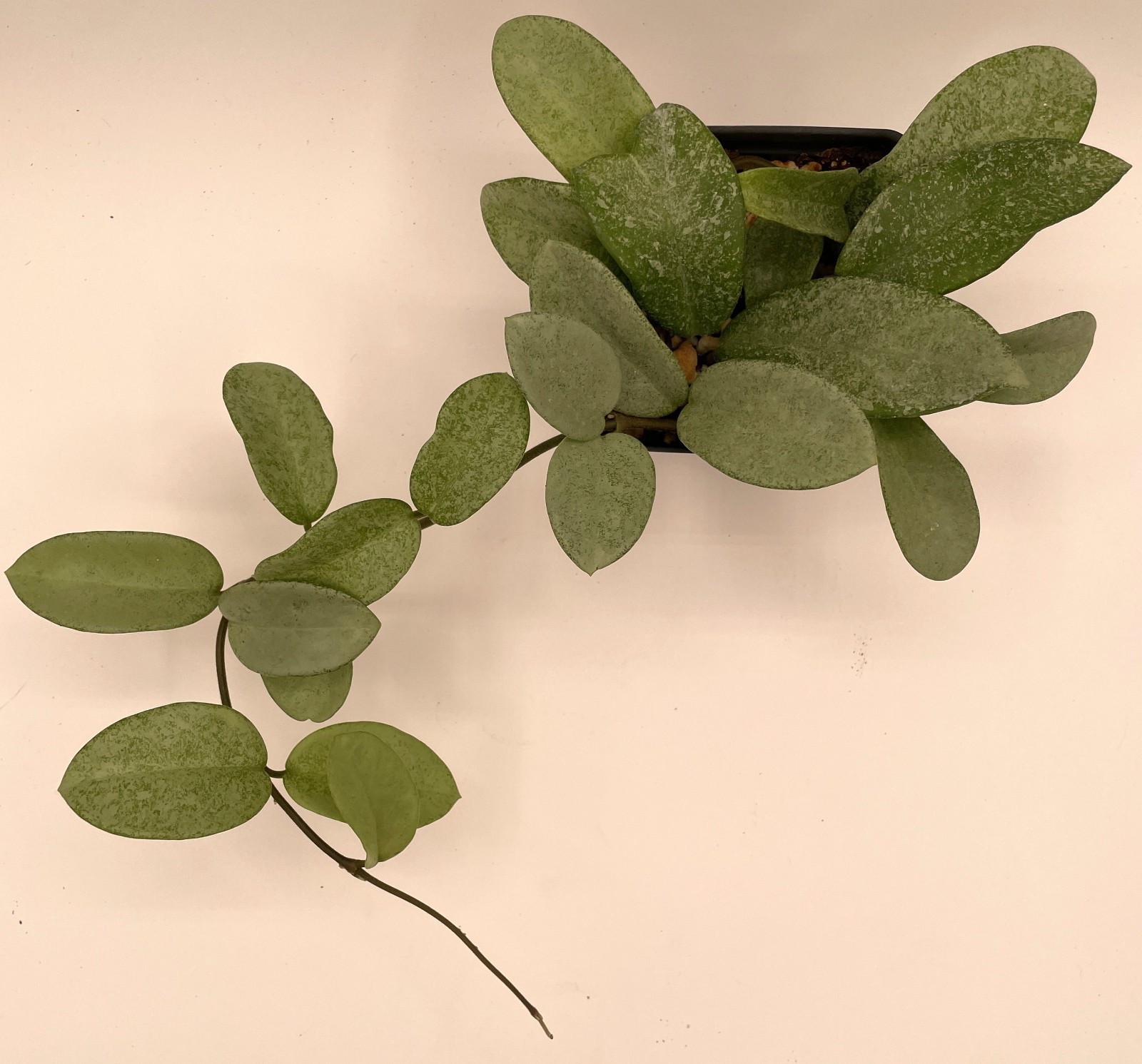 Hoya Carnosa ‘ Nova Ghost ‘ – 3.5 Inch Pot Super Healthy and Fully Rooted!