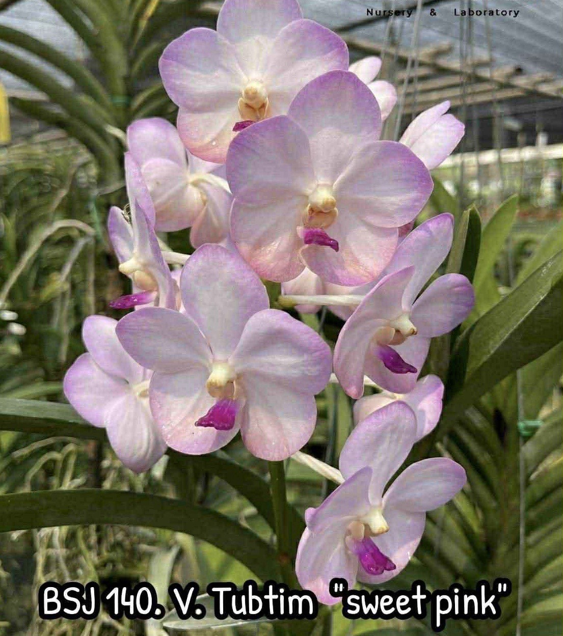 4 Different Vanda Seedling Package, Orchids See Description Hybrids