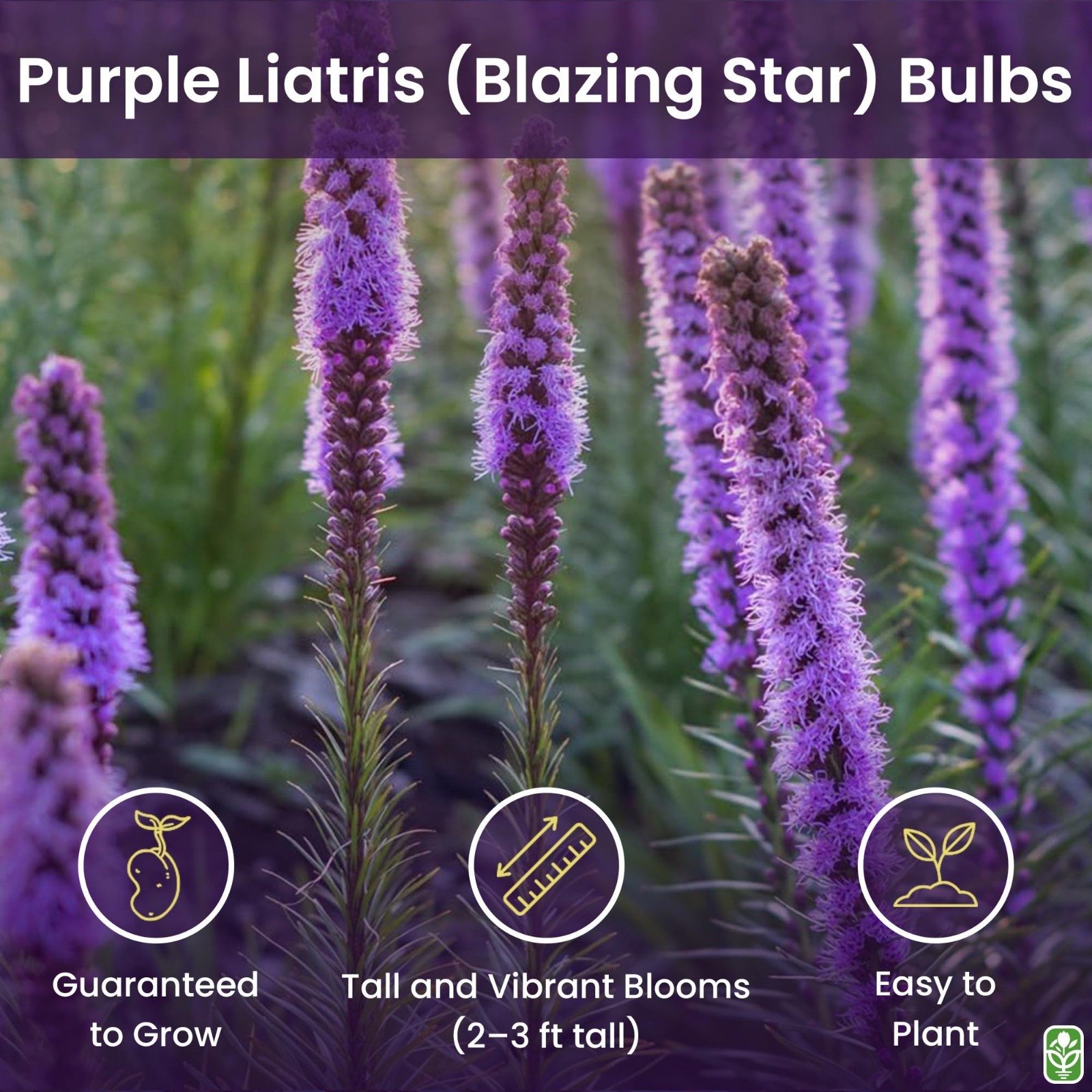 Purple Blazing Star Bulbs – 5 Fresh Liatris Spicata Perennial Flower Corms for O