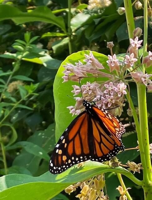 Common Milkweed 100+ seeds (Asclepias syriaca) Help Monarch Butterflies