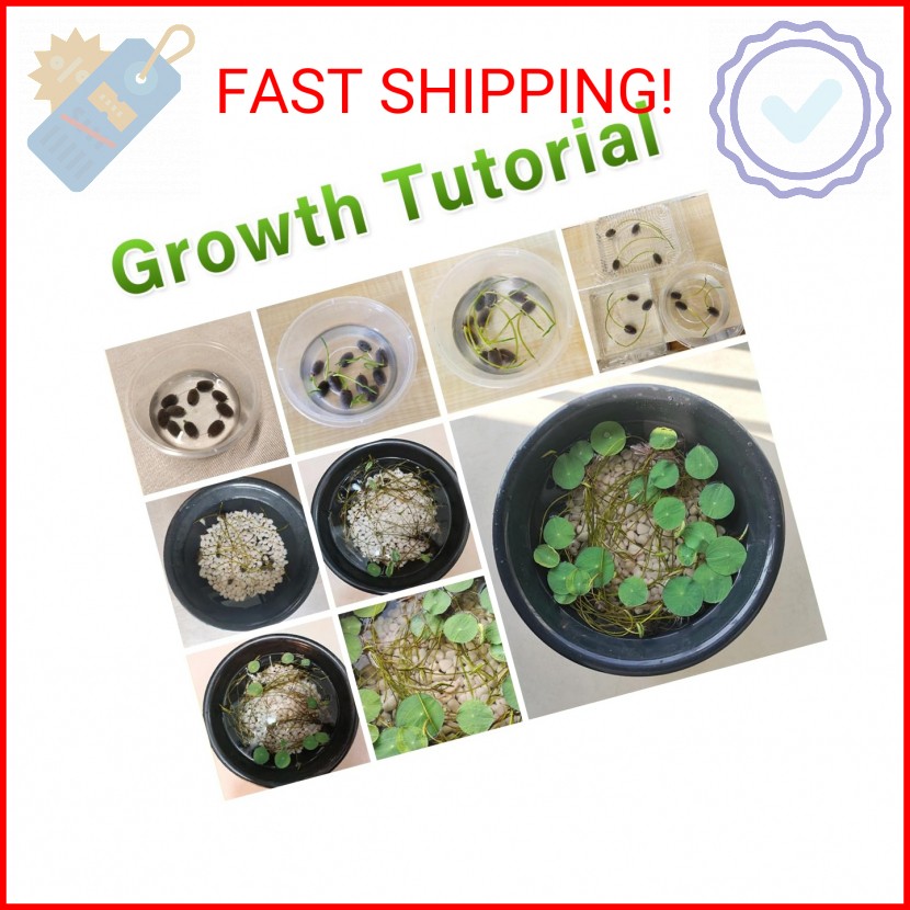 60pcs Mix Bonsai Lotus Seeds for Planting in Water Bowl Lotus Seed Water Lilys F
