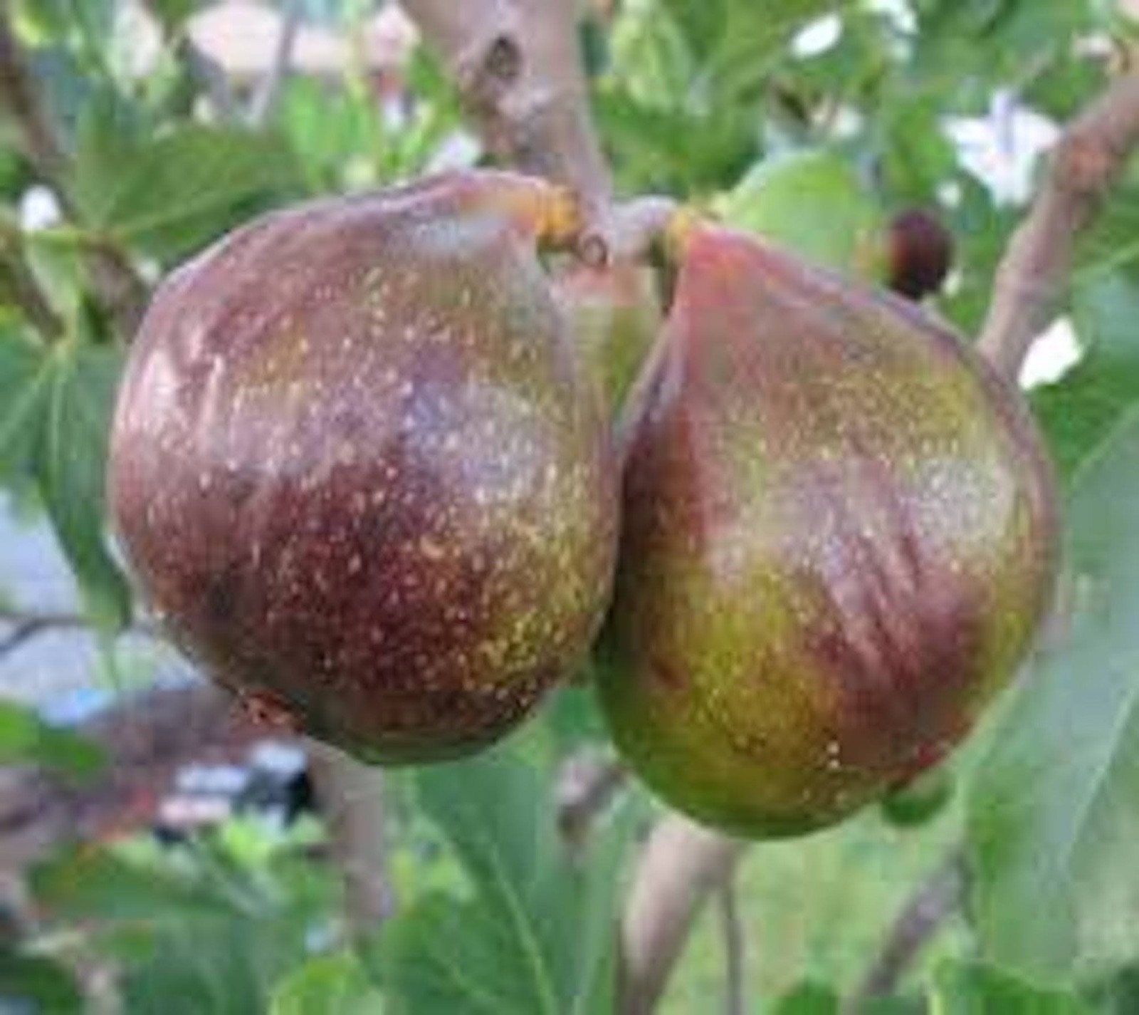 1 Olympian Fig Tree Starter Plug ( ficus carica ) Bare Root