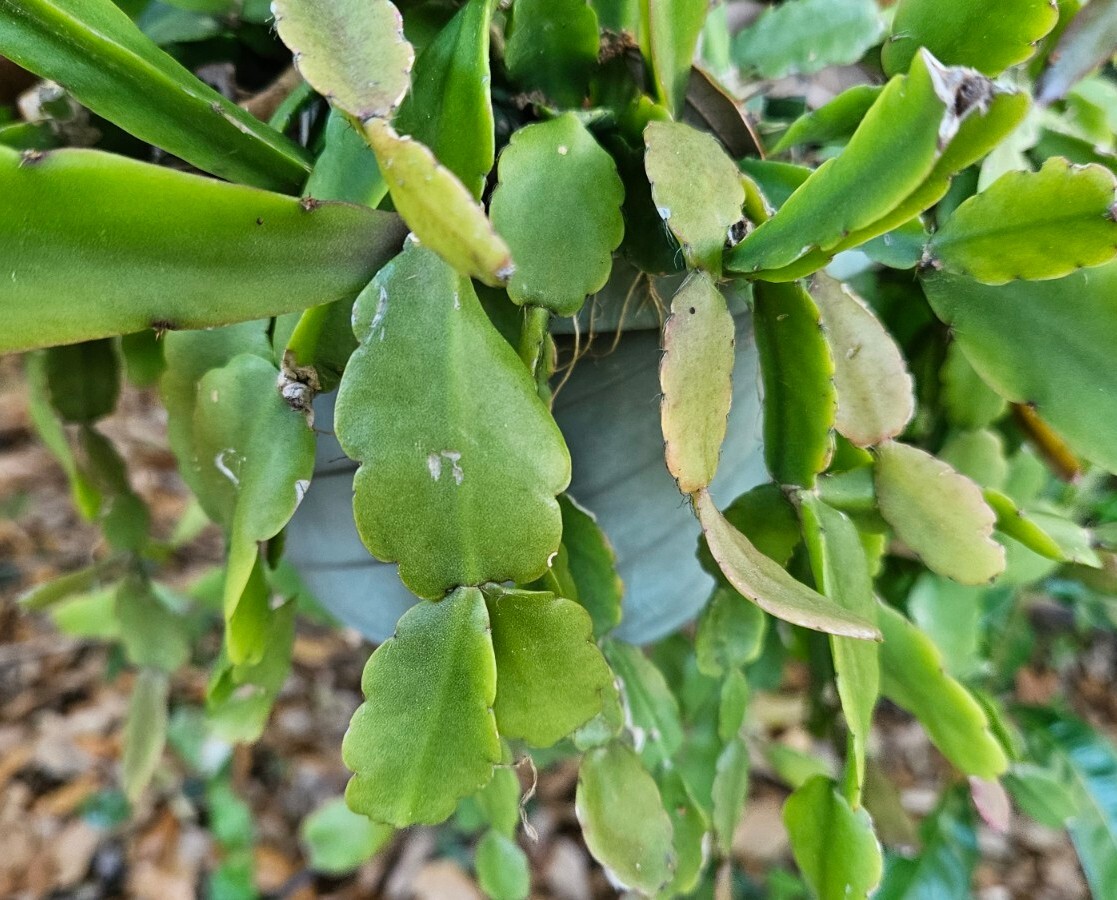 Rhipsalis agudoensis -Orchid Cactus-5 cuttings/4 inches each. Full Sun.