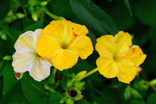 50 Multi Color 4 O’Clock Seeds, Non-GMO, Pollinator, FREE SHIPPING