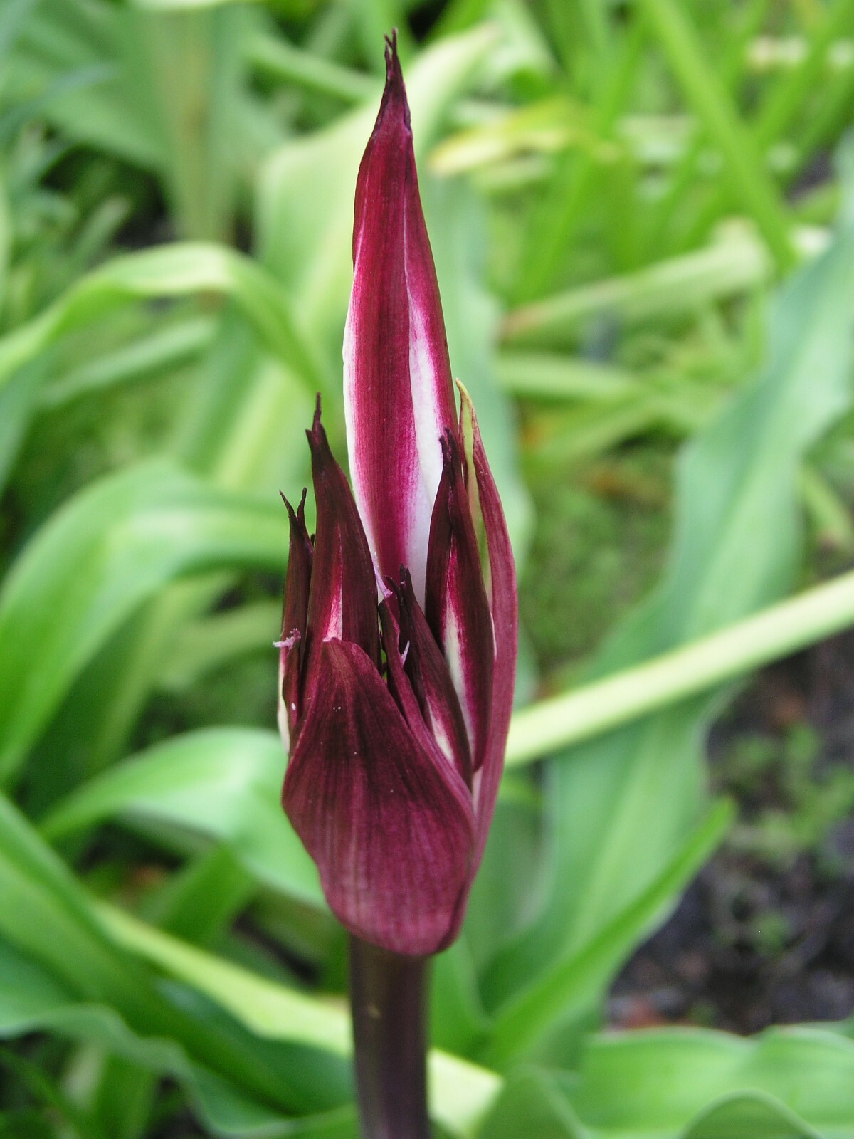 Crinum Lily, Zeylanicum, species, medium-size bulb, NEW