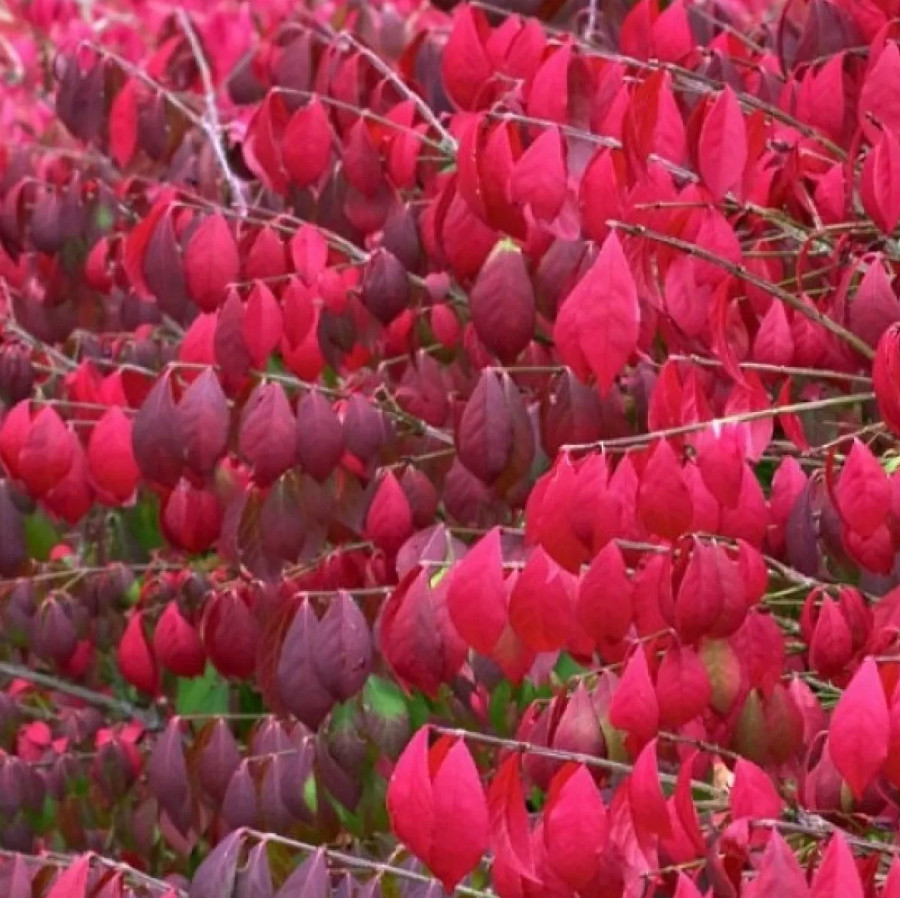 Dwarf Burning Bush – Live Plant in 4″ Pot (8–14″ Tall) – Hardy Shrub
