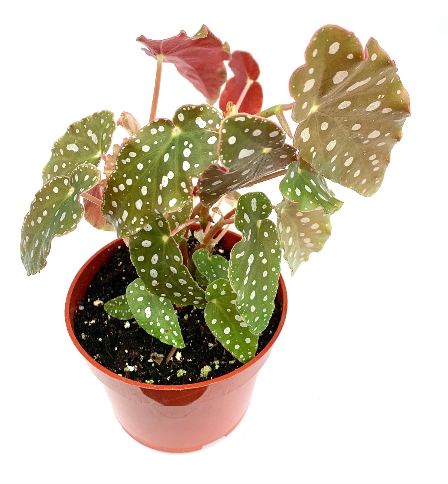 Begonia Maculata Polka Dot Begonia Live Potted House Plants Air Purifying