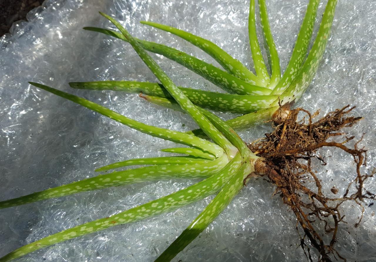20 ASST. MEDICINAL ALOE VERA PLANTS ~ FAT AND HEALTHY! ~ ORGANIC~ BEST DEAL! AZ