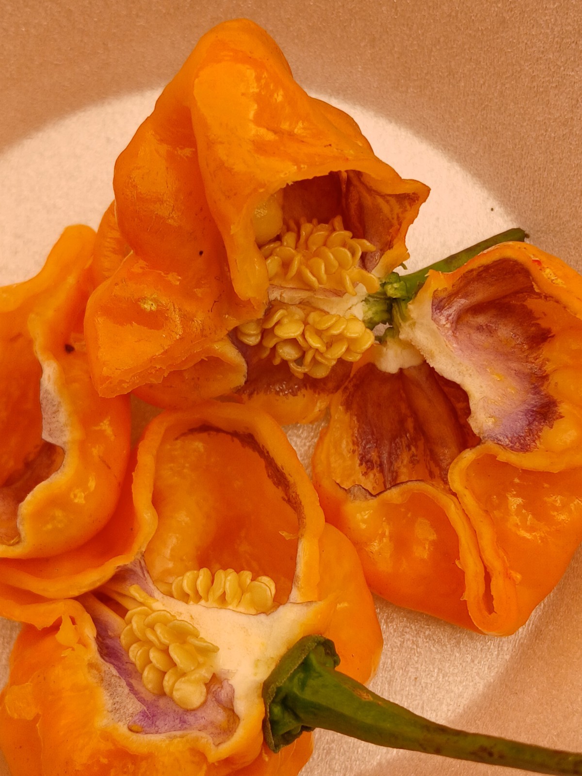15 Purple Ghost Scorpion Orange Pepper Seeds