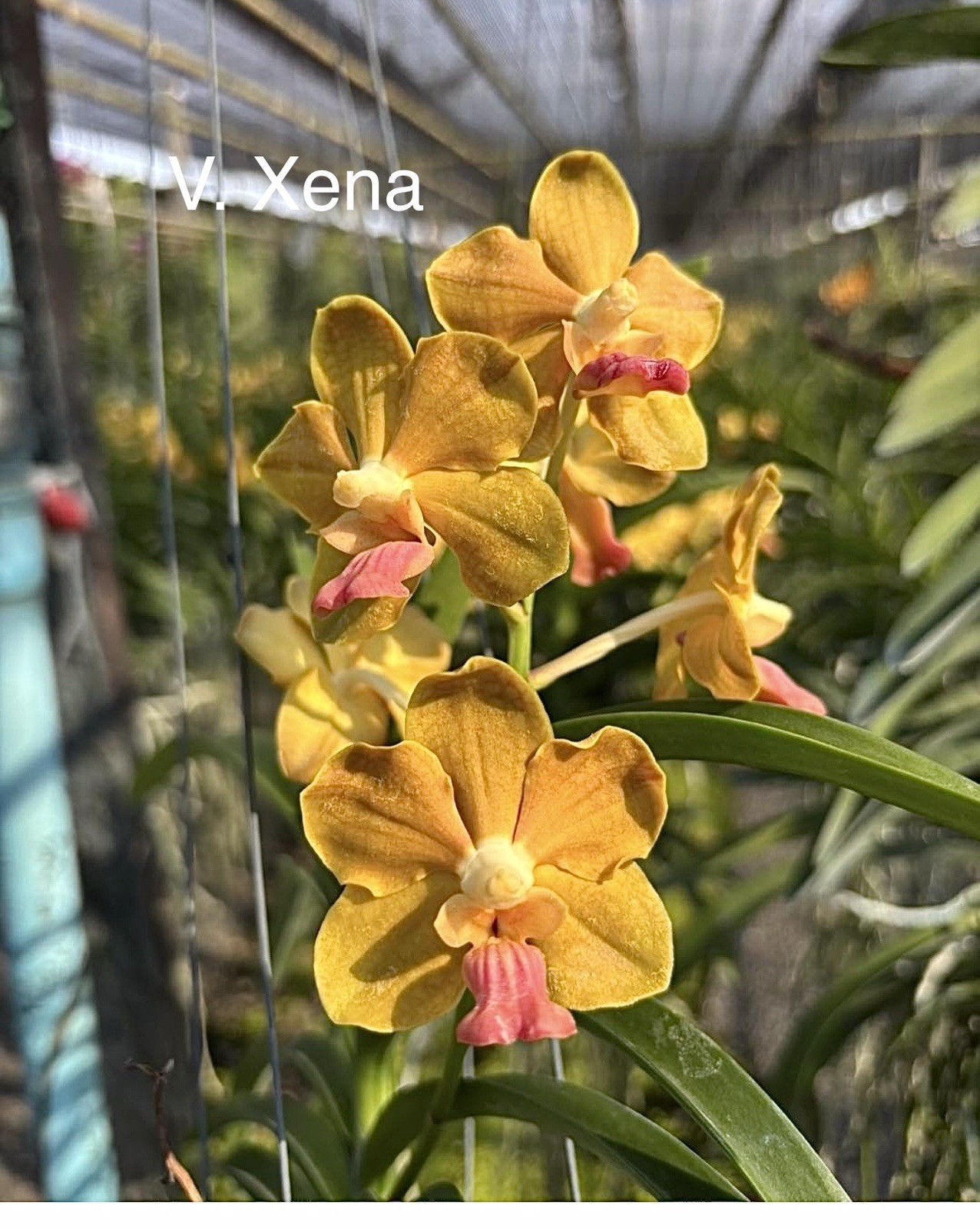Vanda Xena Large, Seedling Fragrant, orchid SUPER FRAGRANT￼