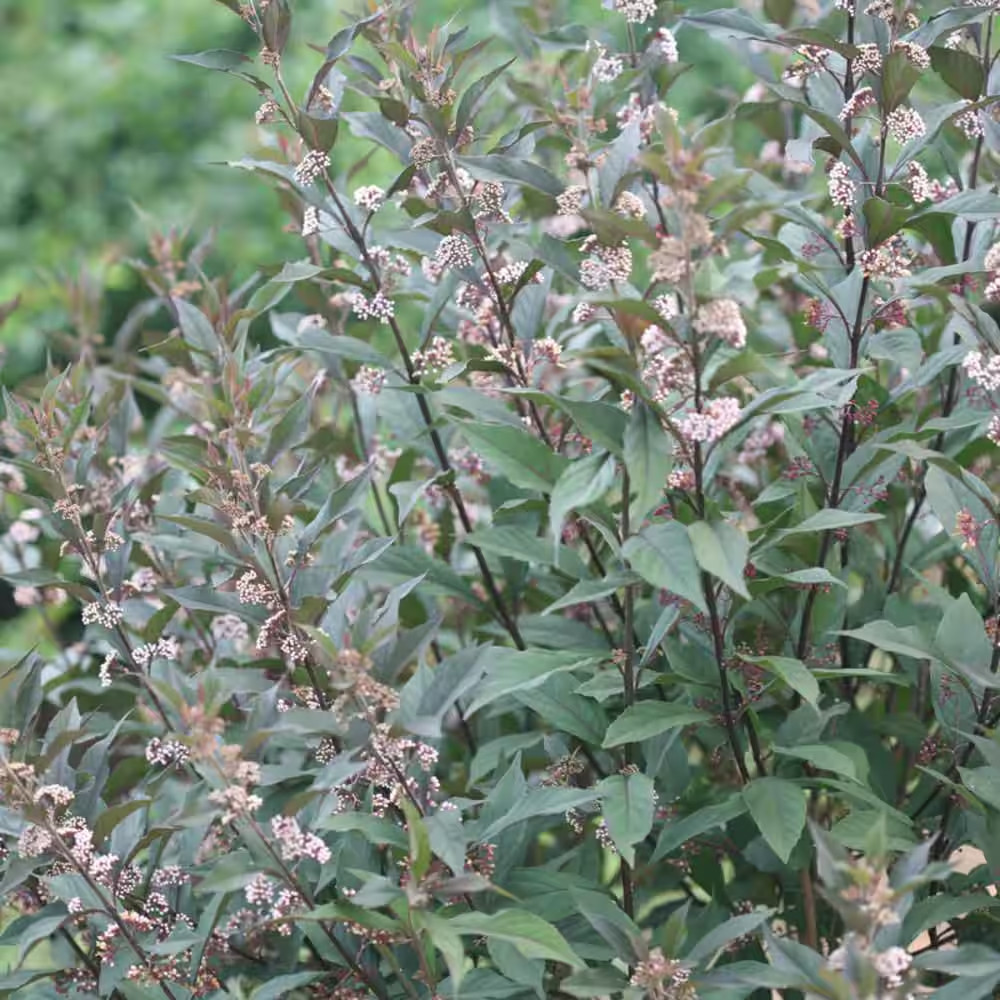 4.5 In. Qt. Pearl Glam Beautyberry Bush (Callicarpa) Live Shrub, Dark Purple Fol