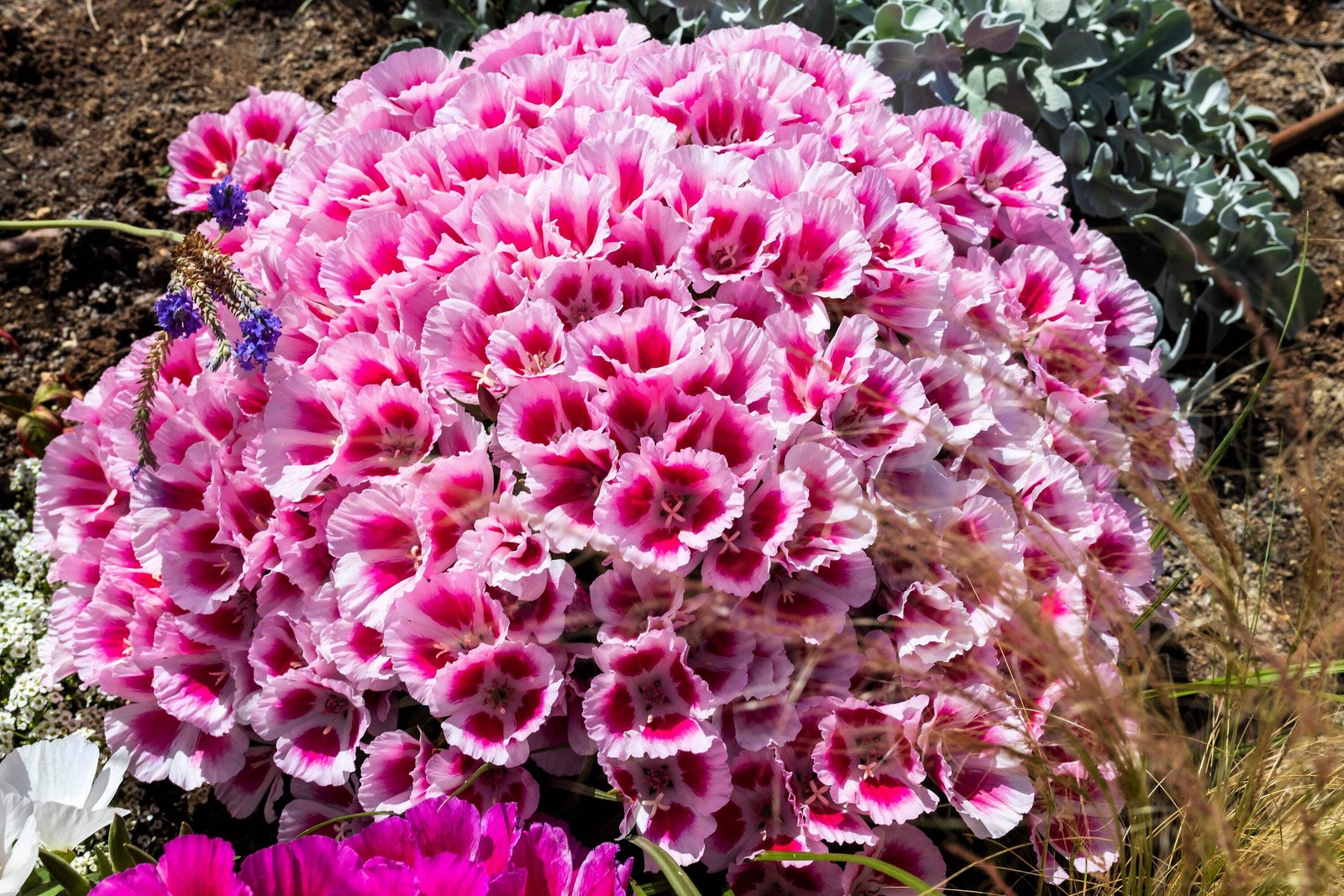 500 Pink FAREWELL TO SPRING Clarkia Elegans 2 Tone Striped Flower Seeds *Flat SH