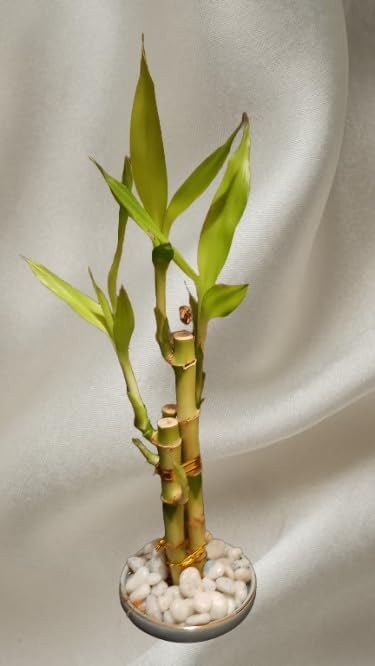 2 Live Lucky Bamboo Bunches of 3 – Tiered Stalks (4-6 inches) for Feng Shui