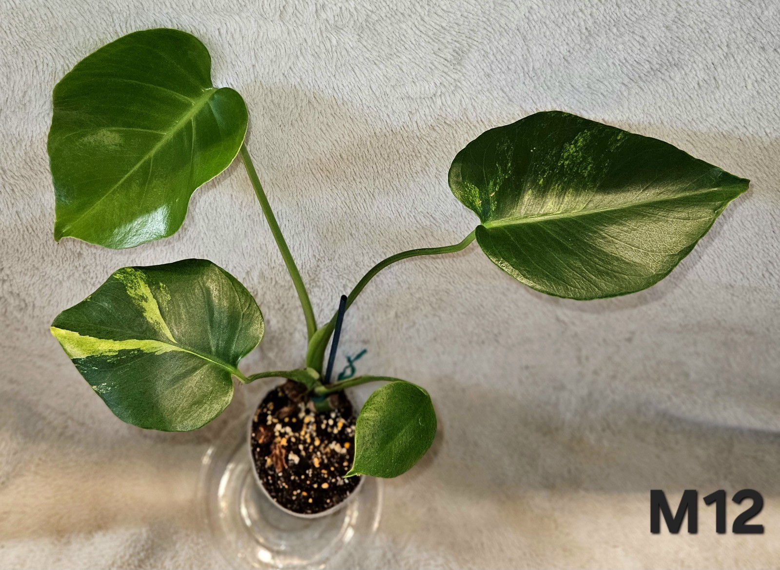 Monstera Aurea Marilyn Variegated And A Monstera Thai Constellation In 3.5″ Pot