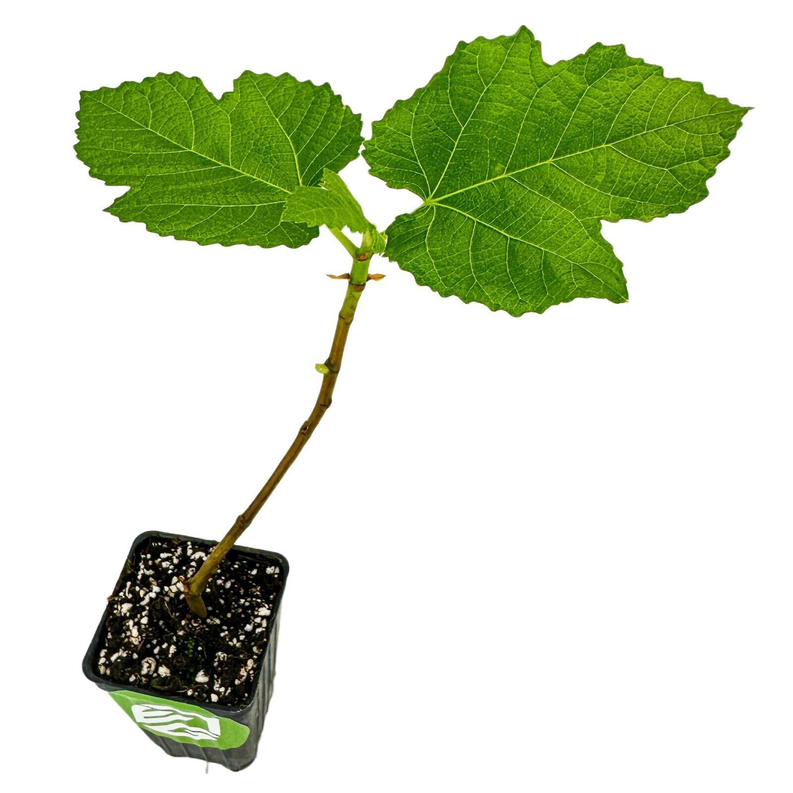 Yellow Long Neck Fig – Ficus carica – Live Plant