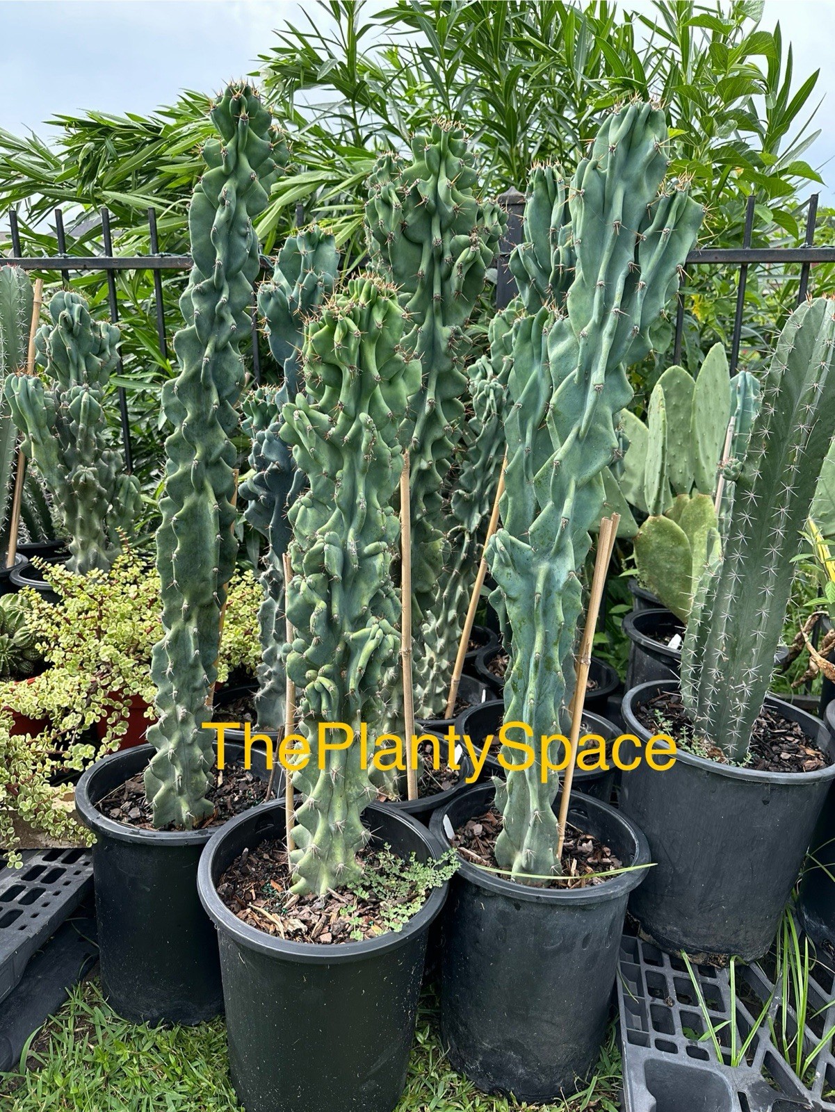 Monstrous Apple Cactus Large Plant 24-32” tall, Extreme Temp Tolerant 15° Rooted