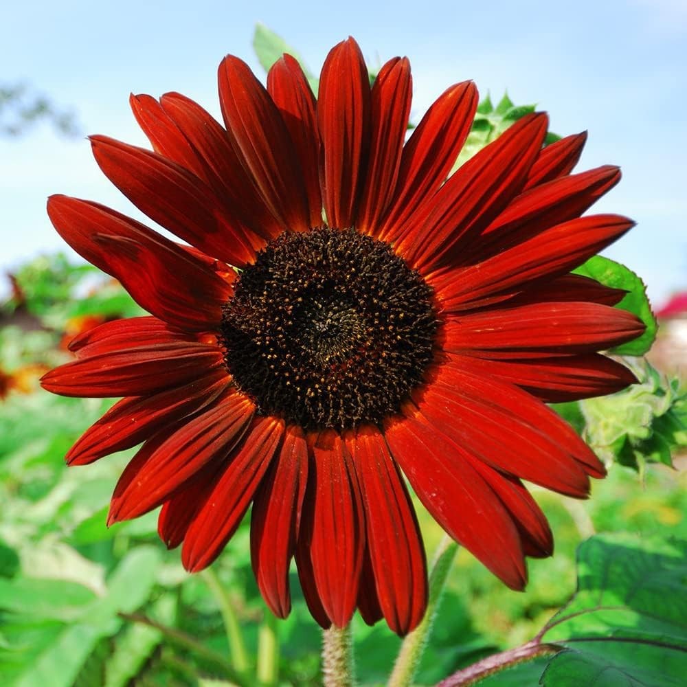 1000+ Sunflower Seeds for Planting Heirloom