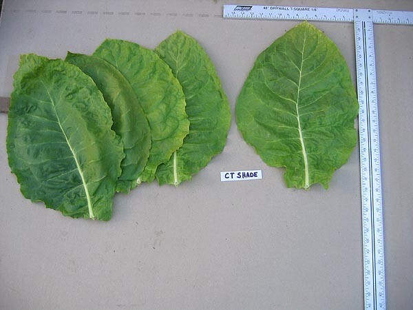 1000 Connecticut Shade Seeds ~ Fine Cigar Wrapper Nicotiana Tabacum ~ Huge!