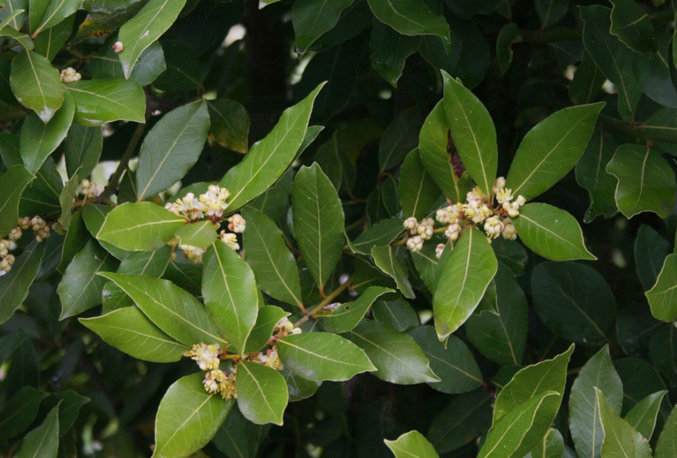 5 Live Bay Leaf Plant – Laurus nobilis – Culinary Herb – 8–10″ Tall – 3″ Pot