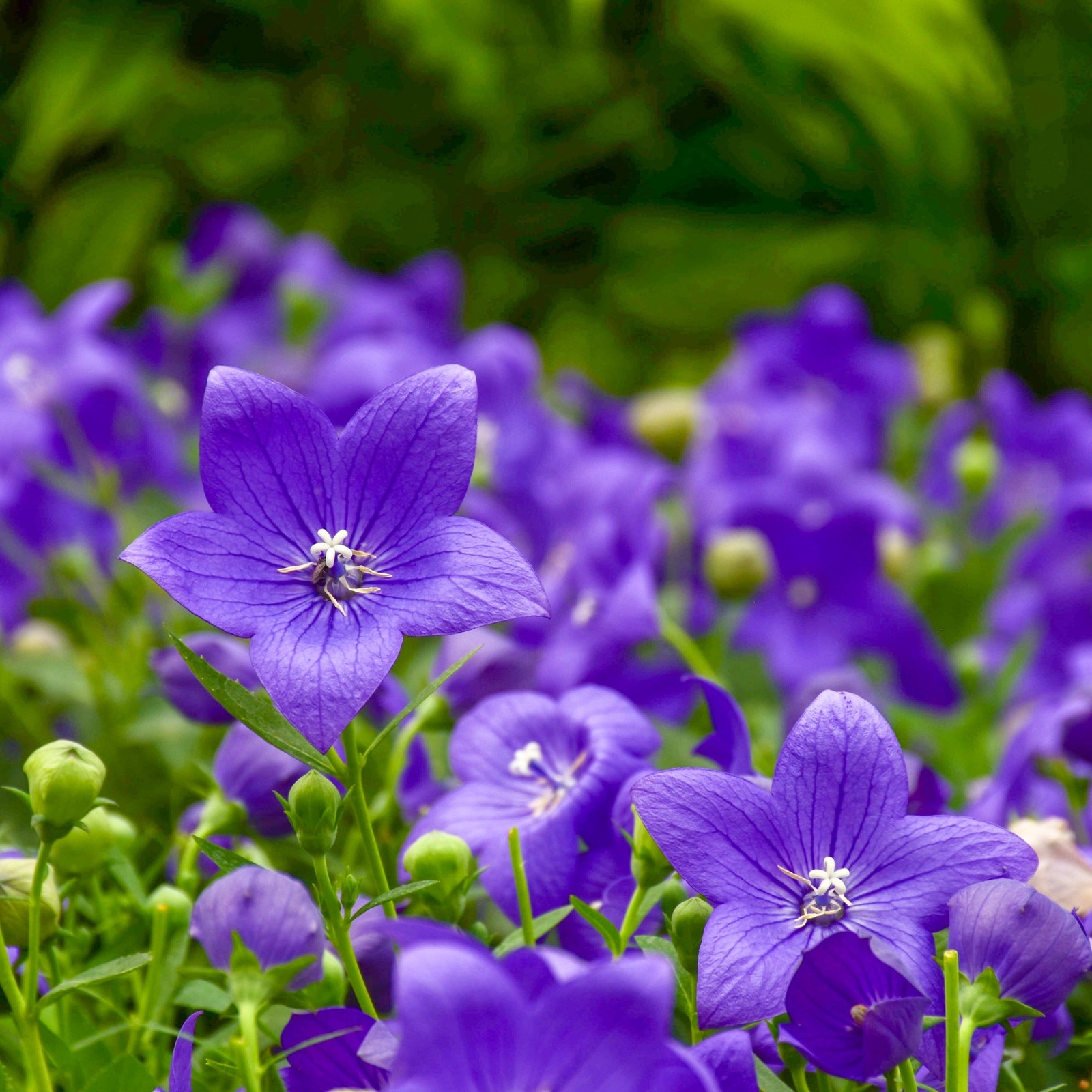Platycodon Astra Blue 2 Potted Plants Rooted in Quart Pots, Easy to Grow