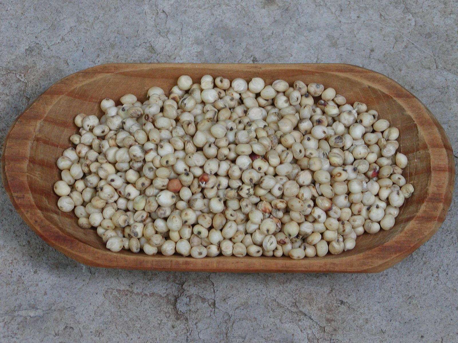TARAHUMARA WHITE POPPING SORGHUM 600+ SEEDS FOR PLANTING/GROWING, High Protein