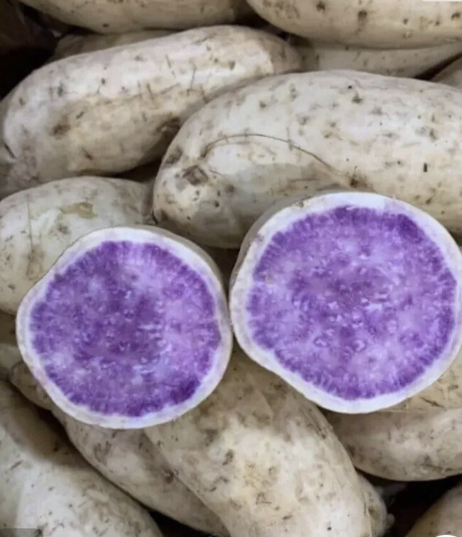 15 Okinawa Sweet Potato Slips- White And Purple Sweet Potato Slips – Khoai Lang