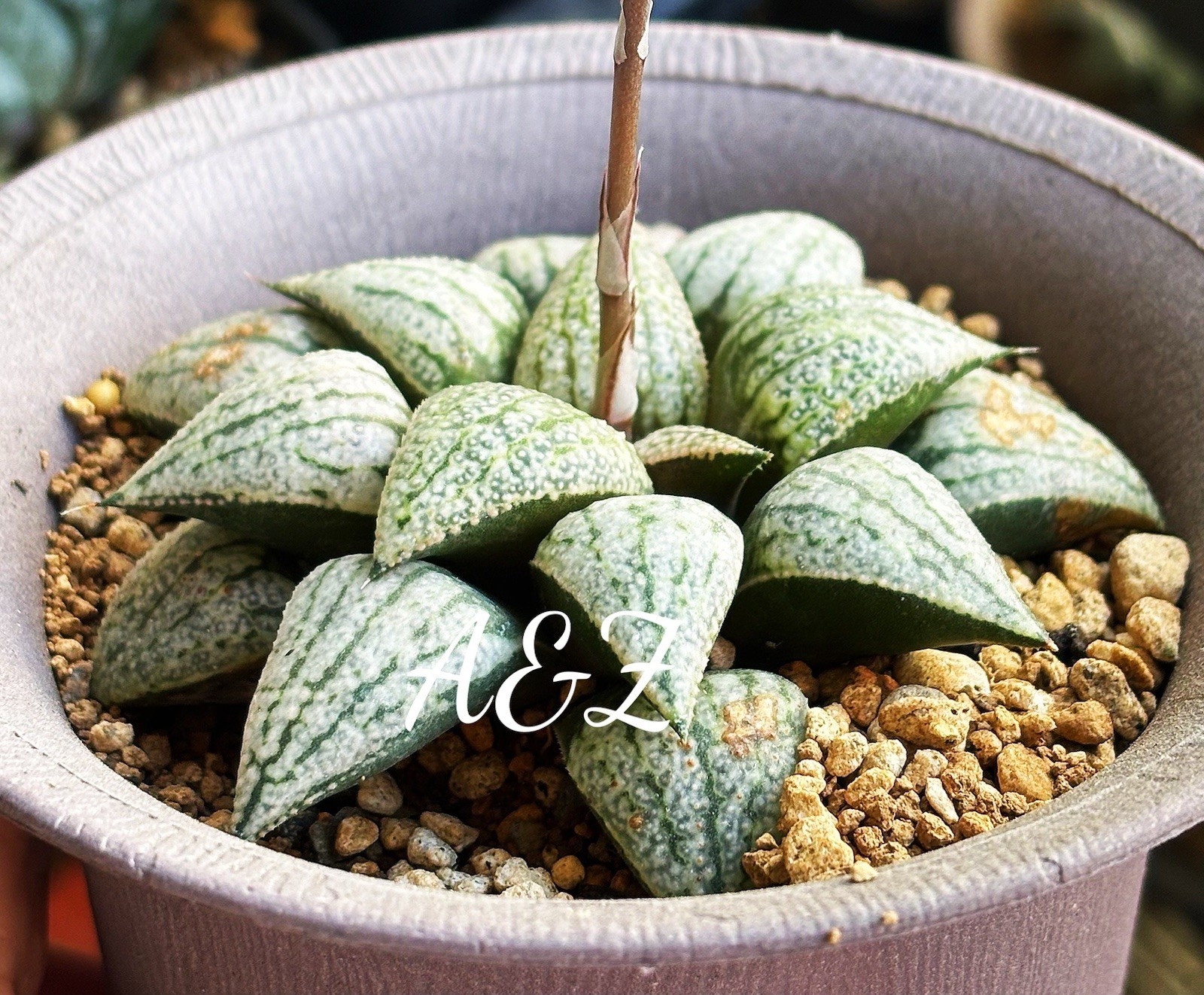 Rare Succulent: 6 Years Old Haworthia Picta Hybrid