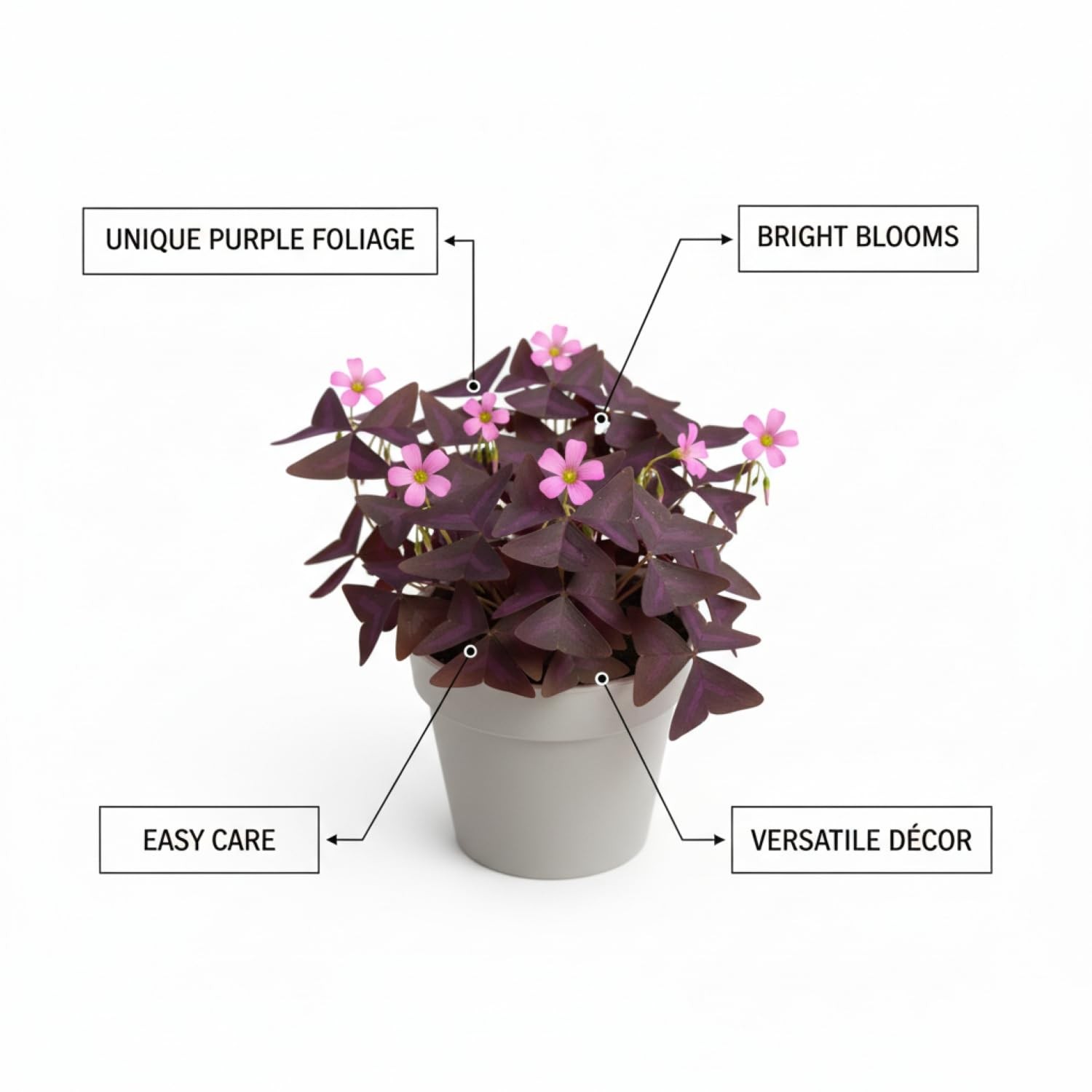 Pack of 24 Purple Shamrocks Bulbs, Oxalis Bulbs for Planting,
