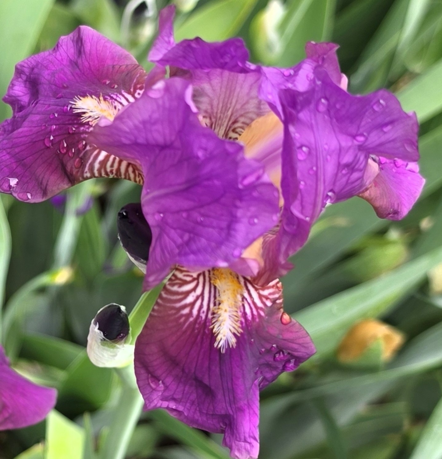 5 Bearded Iris rhizomes, Purple, about 30″ Tall, 5″ Flowers, Yellow veining