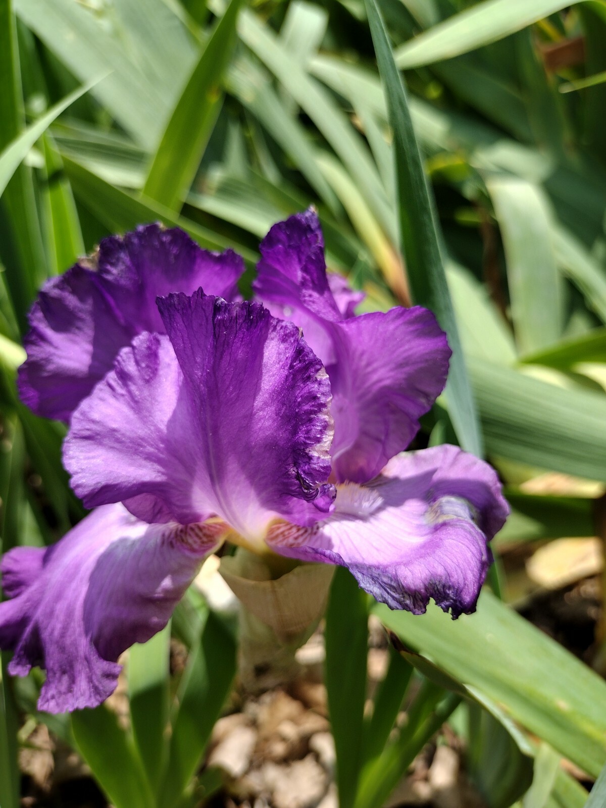 10x MIXED VARIETIES/COLORS IRIS BULBS RHIZOMES (Will BE TALL)