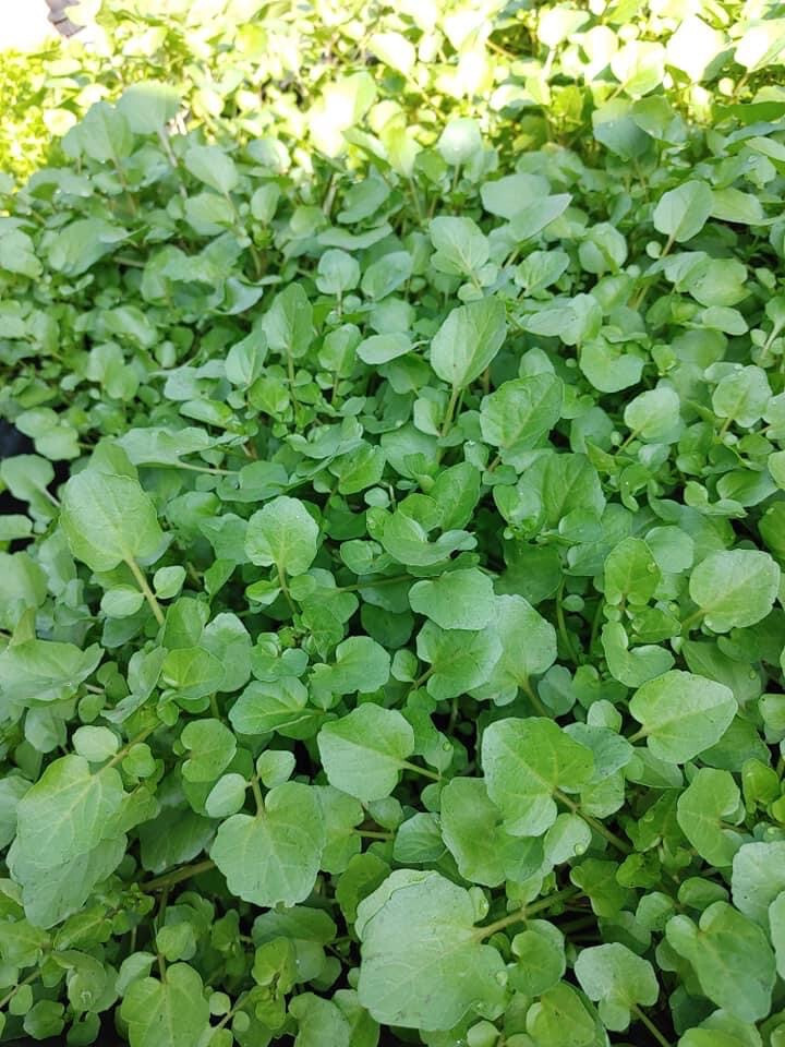 WATERCRESS CRESS SEEDS, HẠT XÀ LÁCH XOONG | NON-GMO | NEW SEEDS |