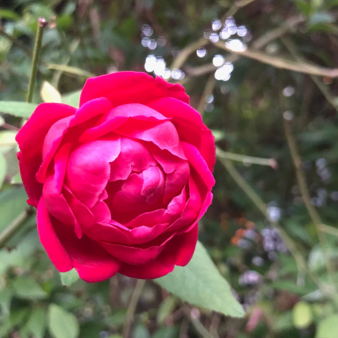 Deep Crimson Red Pink Louis Philippe Rose Live Plant 4-6″Tall 4″Pot, Ship No Pot
