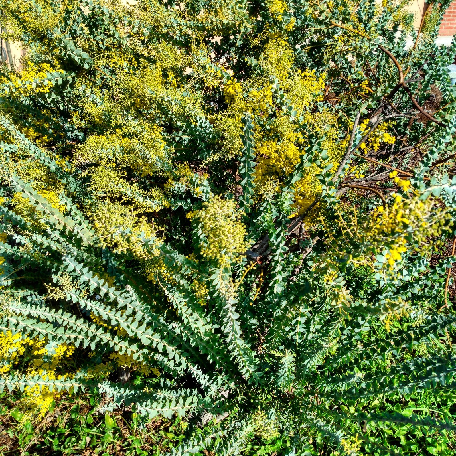 50+ Acacia species Seed Sample Pack – Australian Legume