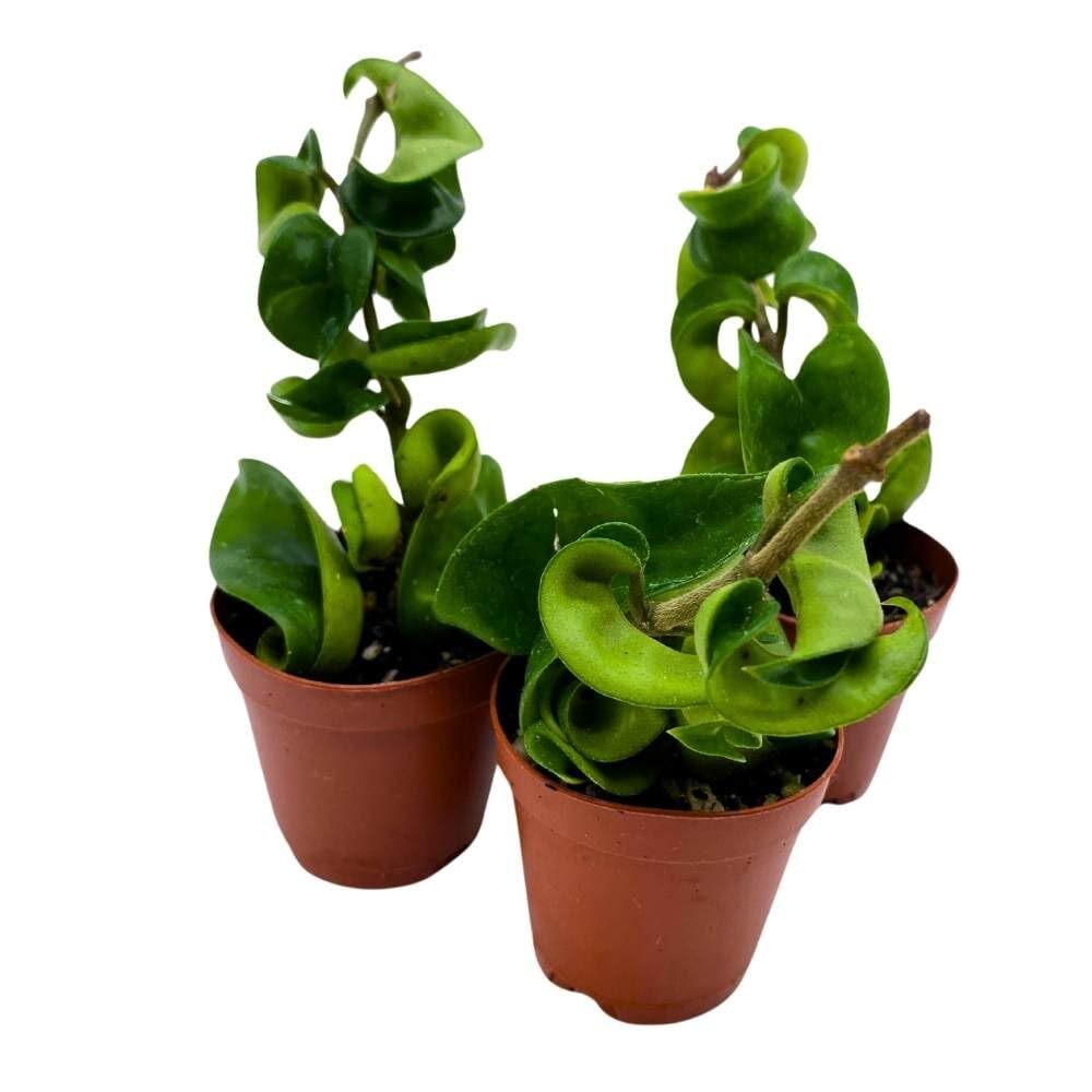 Hoya Green Hindu Rope 2 inch Set of 3 Crinkle Wax Plant Porcelain Flower Tiny Mi
