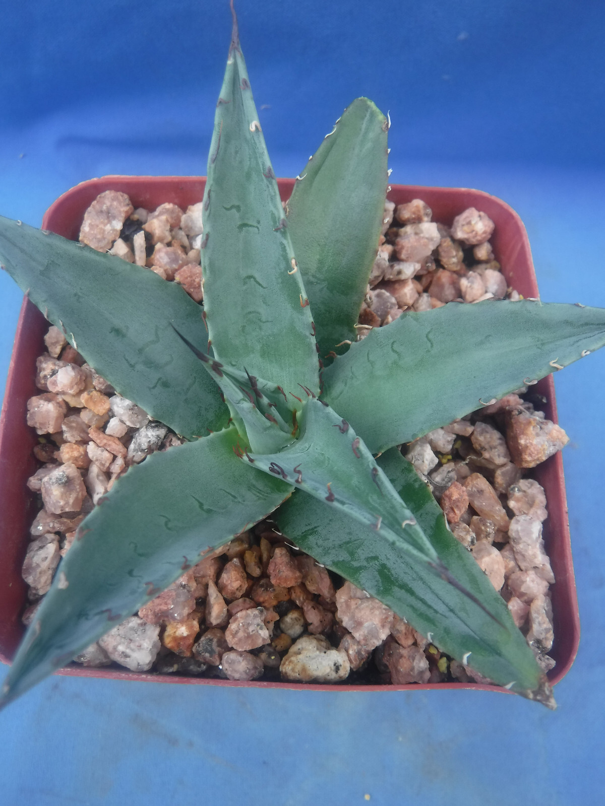 Agave ovatifolia x victoriae-reginae “Sho-Time” Starter Plant HYBRID 2.5″-3.5″