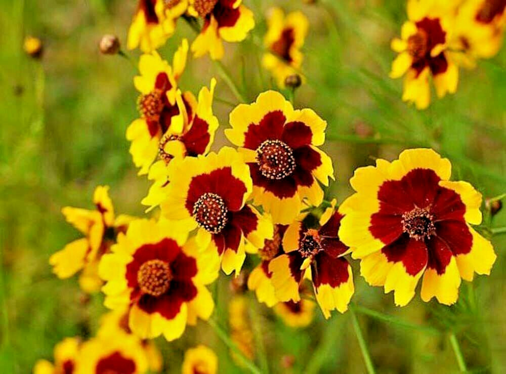 325 Seeds PLAINS COREOPSIS Tinctoria Calliopsis Native Heirloom Wildflower Plant