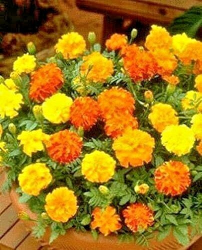 501+Sparky Mix DWARF FRENCH MARIGOLD Flower Seeds Garden Containers Pollinators