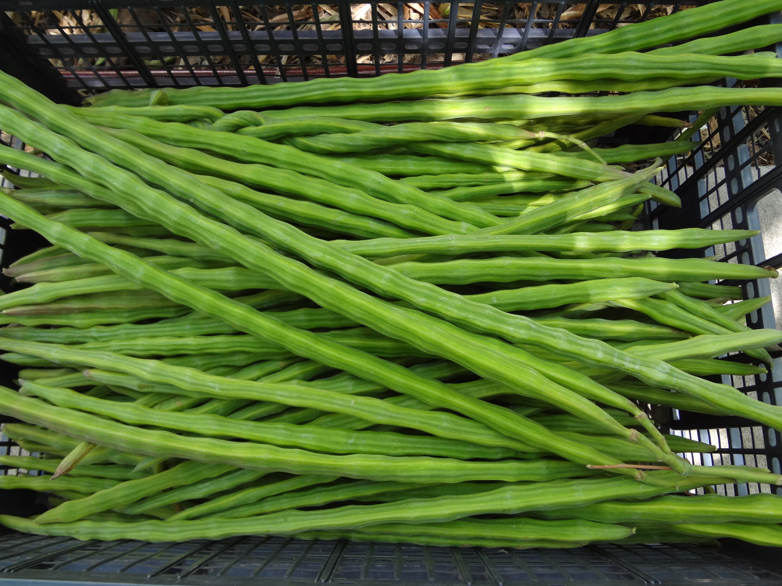 SUPER SPECIAL!! MORINGA Oleifera STX-2 Extremely Productive Organic-Grown SEEDS