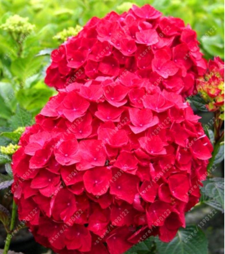 25pc HYDRANGEA SEEDS Garden Plant Flower rare exotic USA seller FREE shipping